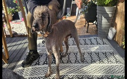 Bedlington Terrier dogs for stud: Bedlington for stud  in Chesterfield - Image 1