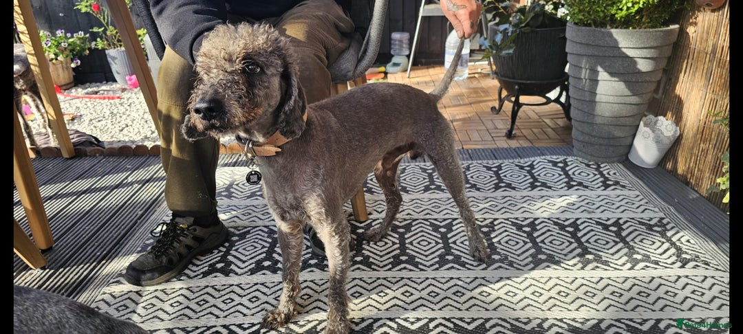 Bedlington Terrier dogs for stud: Bedlington for stud  in Chesterfield - Image 1
