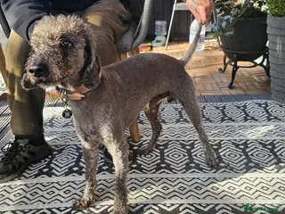 Bedlington Terrier dogs Bedlington for stud in Chesterfield - Advert 1