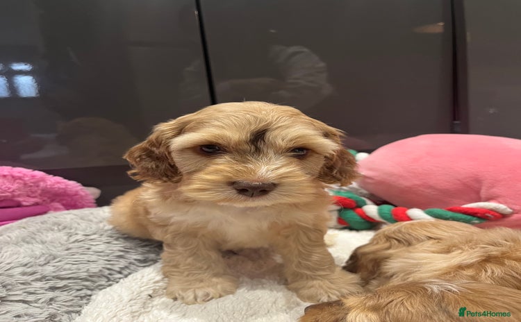 Cockapoo dogs - Advert 1