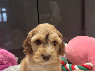 Cockapoo dogs - Advert 32