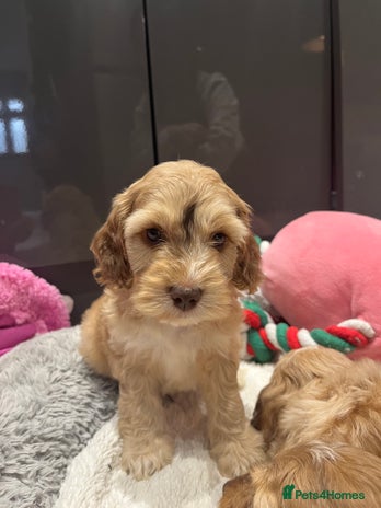 Cockapoo dogs - Advert 8