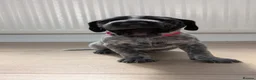 German Shorthaired Pointer dogs for sale: Gorgeous Black and Liver ticked GSP puppies - Advert 27