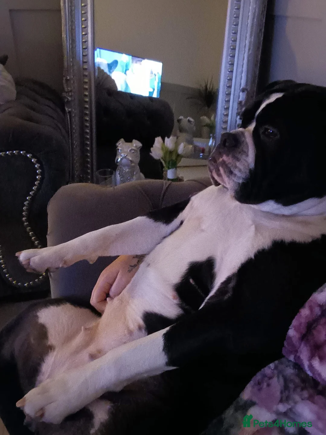 Dorset Olde Tyme Bulldogge dogs for sale: Olde tyme bulldog  - Advert 7