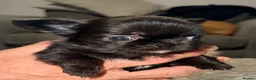 Chihuahua dogs for sale: Long coat chihuahua  - Advert 13