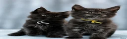Maine Coon cats for sale: 🔥Black & Smoke Maine Coon Kittens🔥 - Advert 5