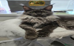 Maine Coon cats for sale: Exceptional kittens due Championship European line - Advert 5