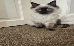 Ragdoll cats for sale: Ready now, 1 male and 3 female ragdoll kittens - Image 8