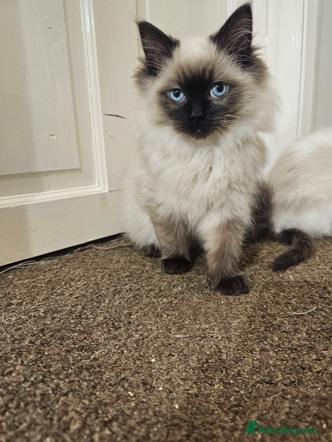 Ragdoll cats for sale: Ready now, 1 male and 3 female ragdoll kittens - Image 8