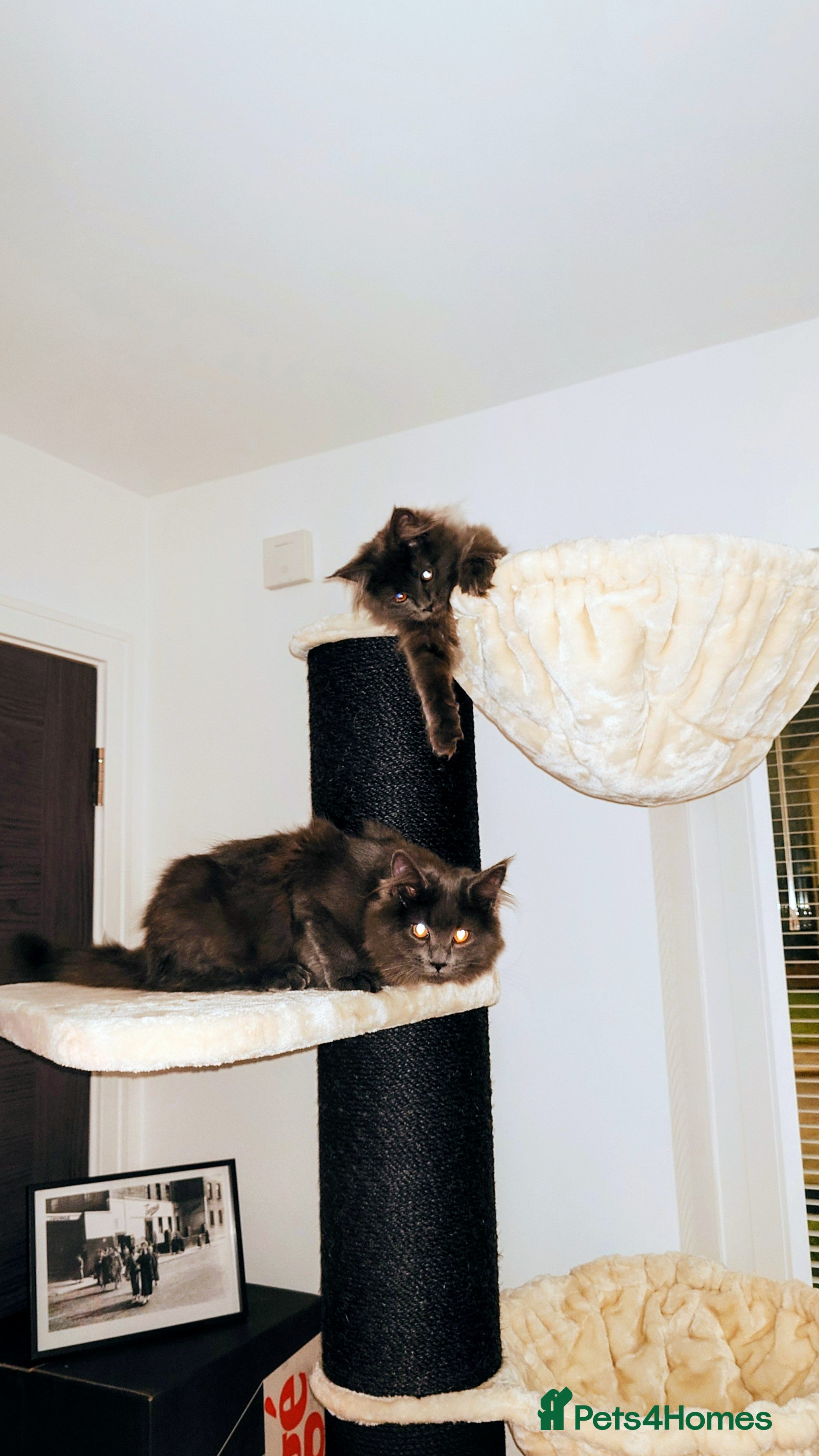 Maine Coon cats Beautiful solid grey & smoke Maine Coon sisters - Advert 5