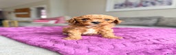 Cavapoo dogs for sale: Premium Teddy F1bb Toy Cavapoos - Advert 10