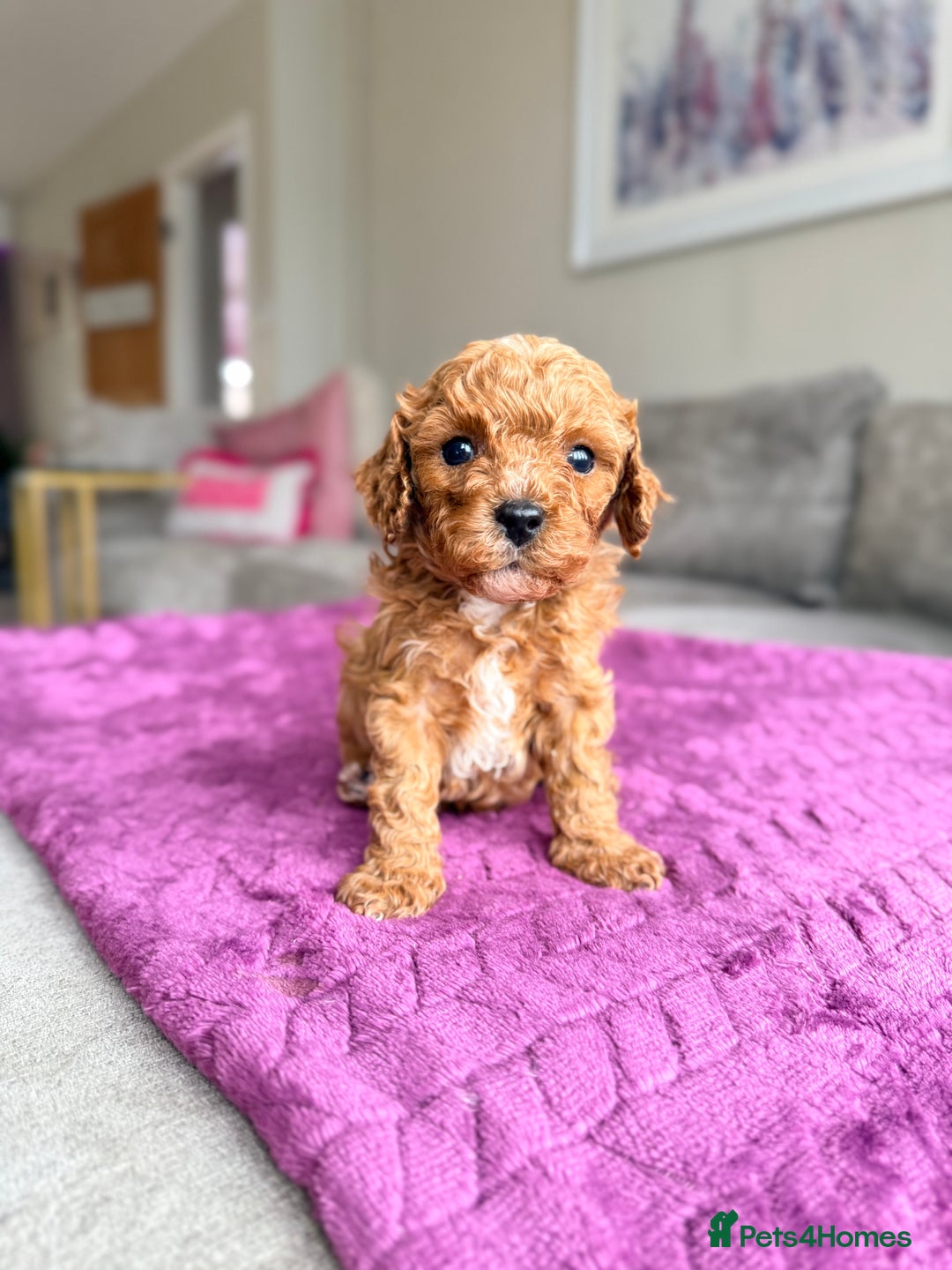 Cavapoo dogs for sale: Premium Teddy F1bb Toy Cavapoos - Advert 10