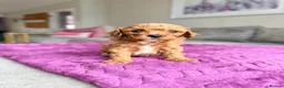 Cavapoo dogs for sale: Ready NOW only TWO boys left! F1bb Toy Cavapoos - Advert 22
