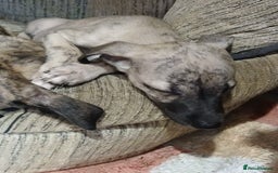 Whippet dogs for sale: Gloriously gorgeous puppies. Beautiful brindles. - Image 7