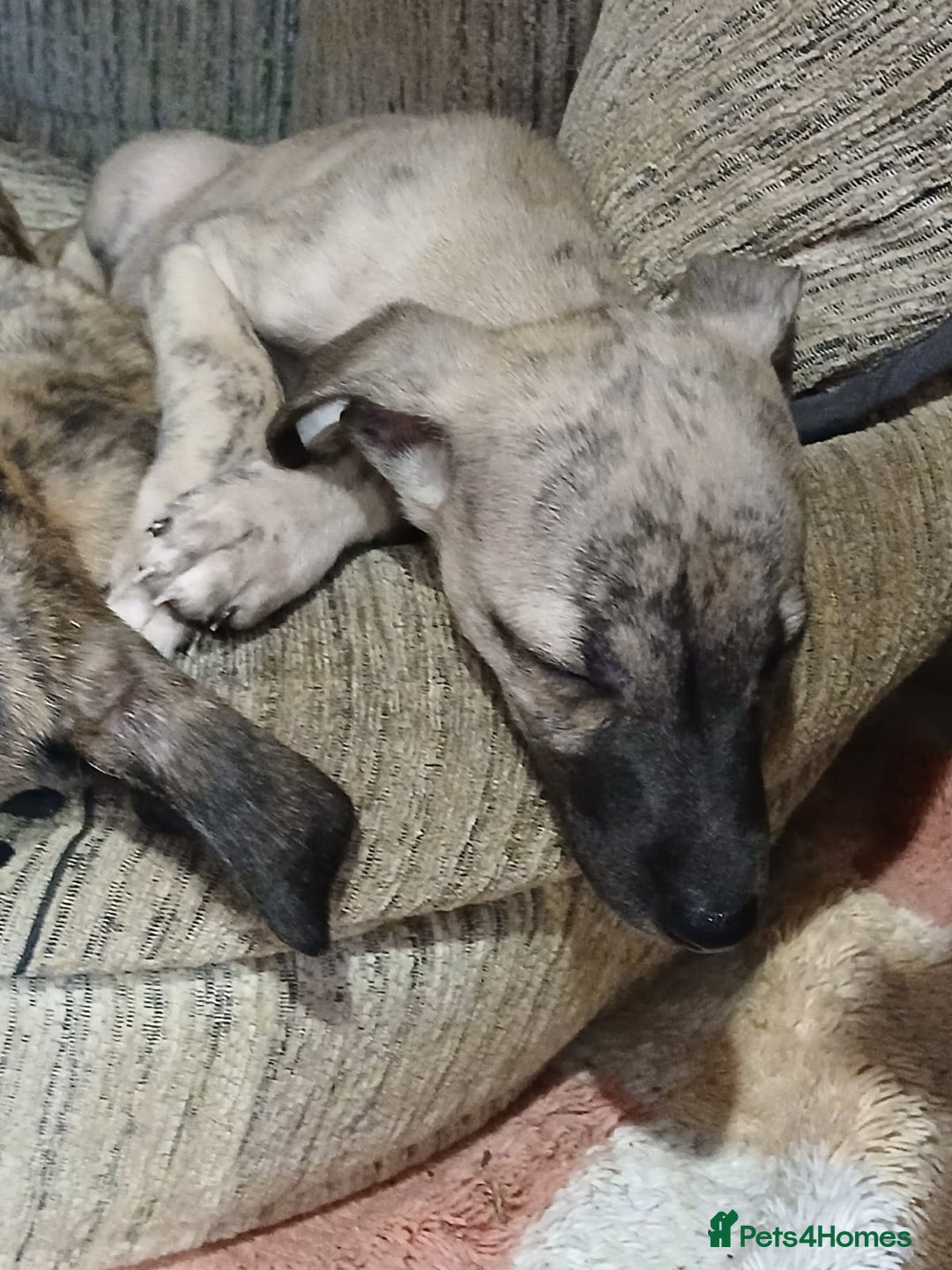 Whippet dogs for sale: Gloriously gorgeous puppies. Beautiful brindles. - Image 7