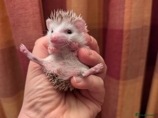 Pygmy Hedgehog rodents Happy babies - Advert 11