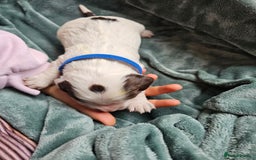 Cocker Spaniel dogs for sale: Chocolate roan working cocker spaniel puppies  - Image 4