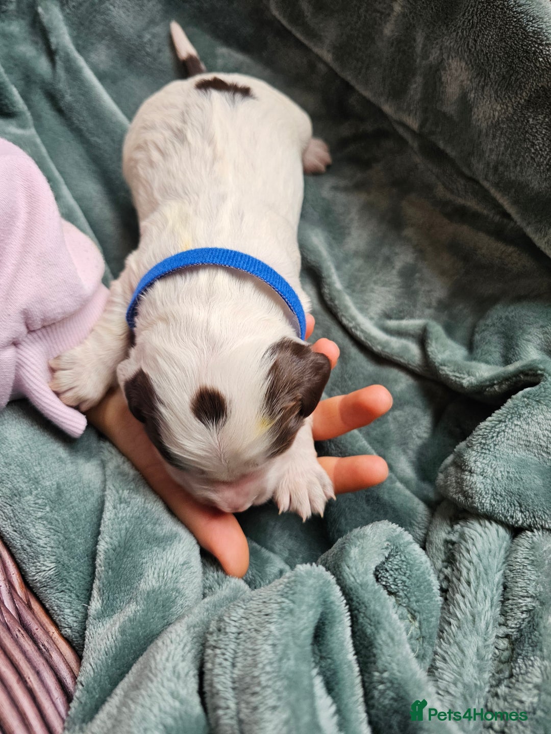 Cocker Spaniel dogs for sale: Chocolate roan working cocker spaniel puppies  - Image 4