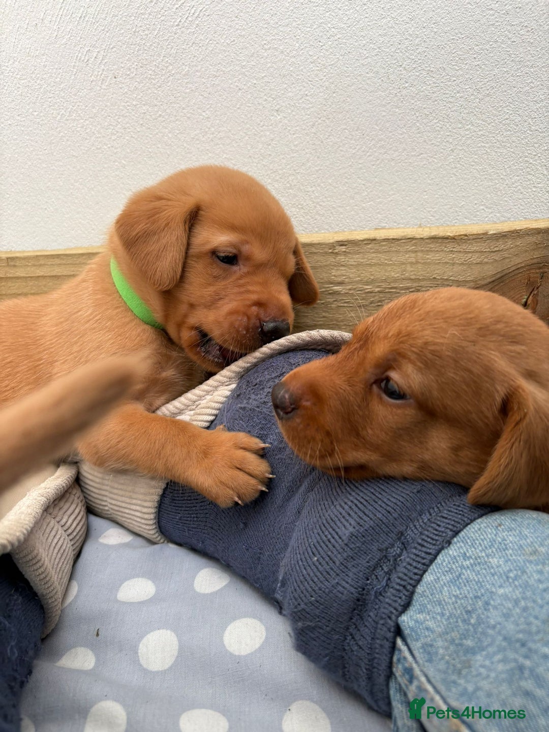 Labrador Retriever dogs for sale: KC Reg Fox red labrador litter of 6 dogs 4 bitches - Advert 6