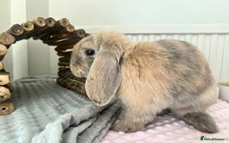 Mini Lop rabbits for sale: Brown mini lop boy - Image 3