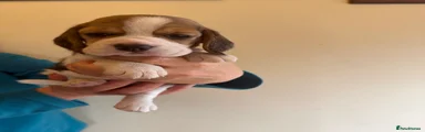 Beagle 5