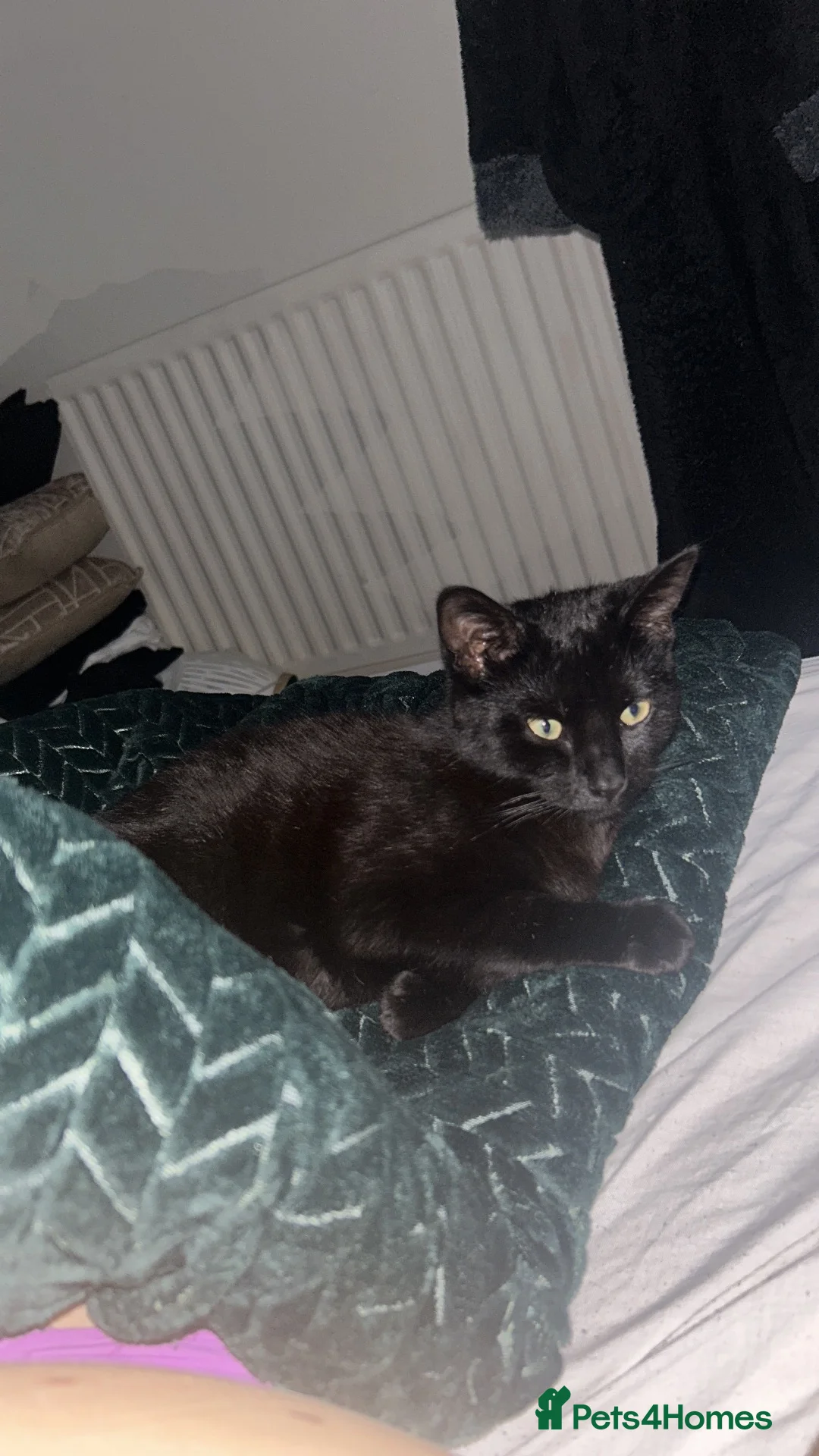 Mixed Breed cats for sale: Sweet girl, black cat for sale - Advert 2