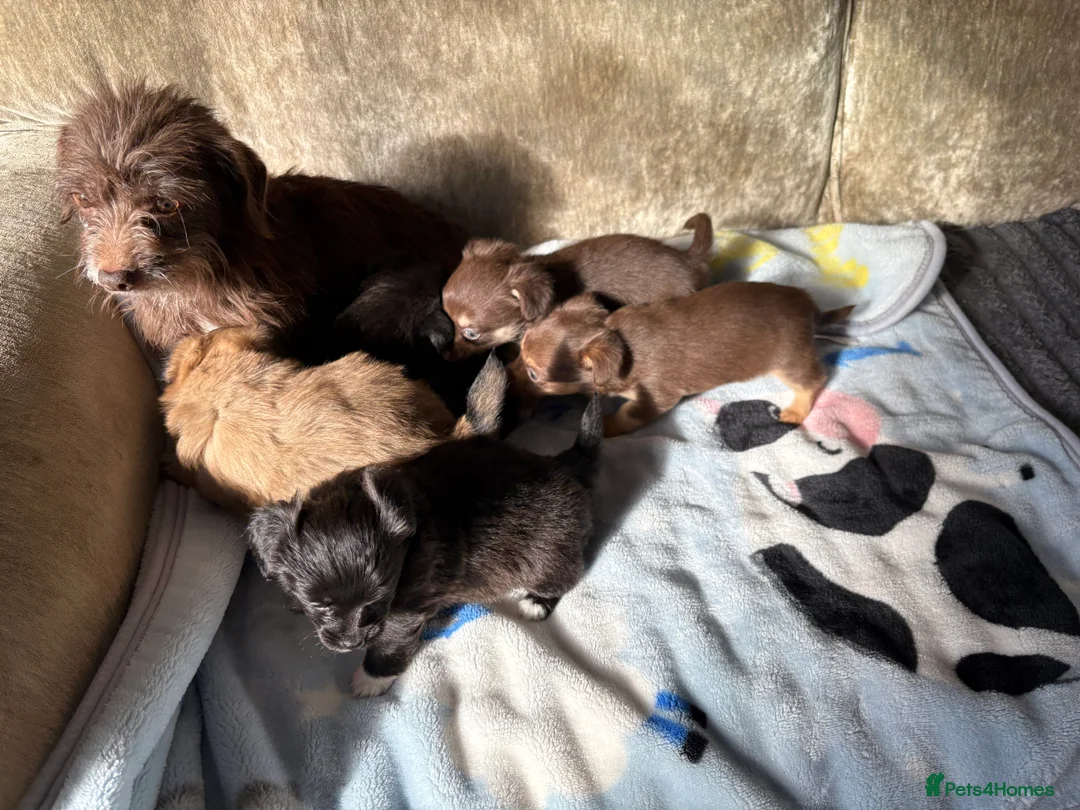 Mixed Breed dogs for sale: Pomeranian x Yorkshire terrier puppies - Advert 2