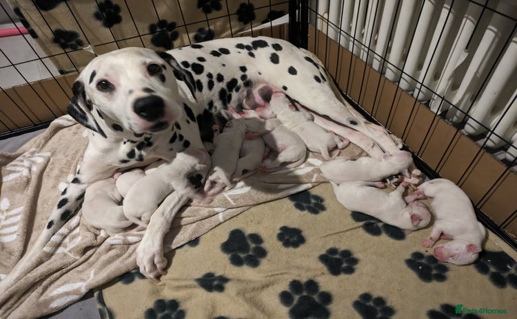 Dalmatian dogs - Advert 1