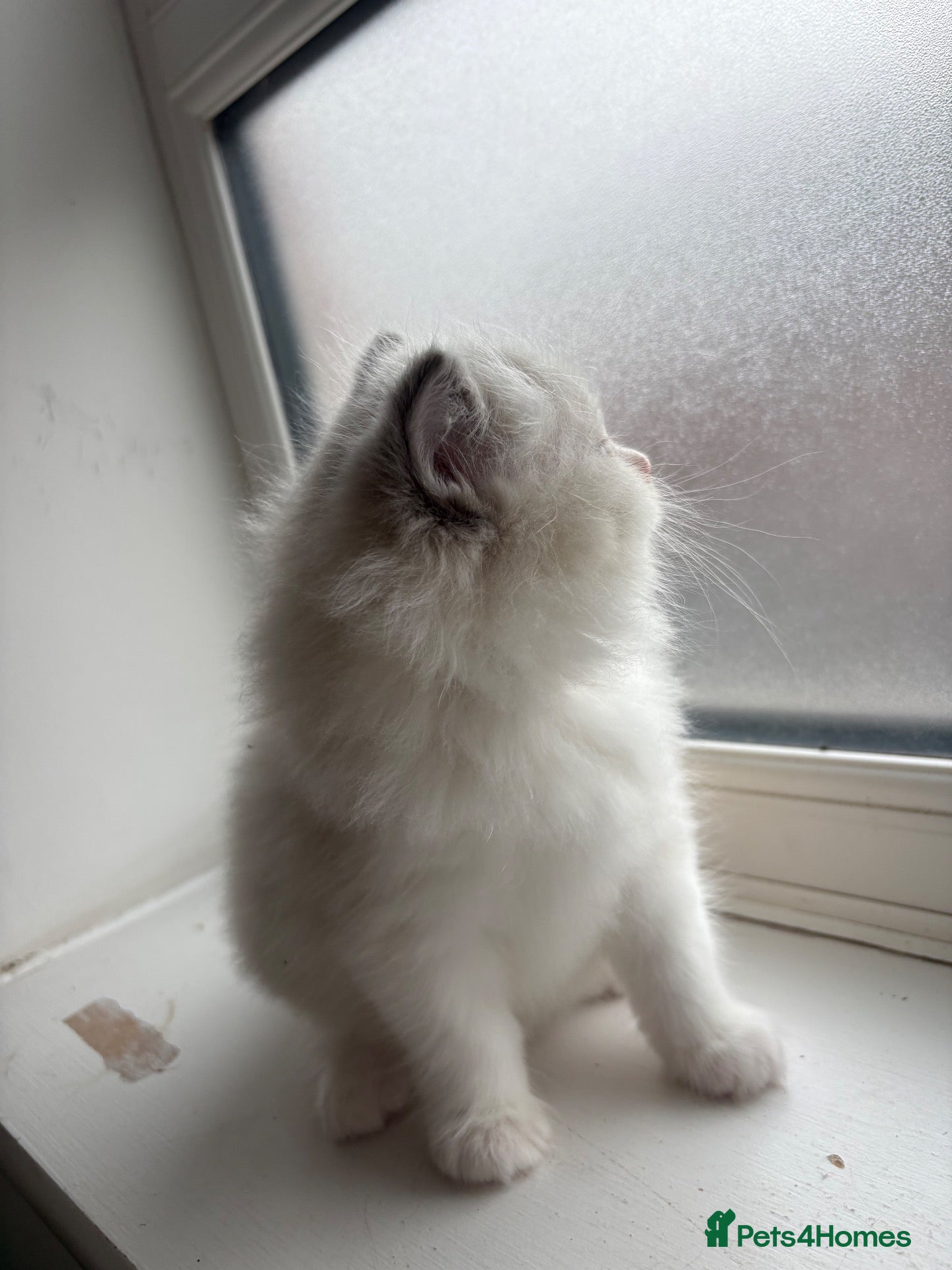 Ragdoll cats Last little boy left - Advert 23
