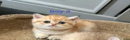 British Shorthair cats for sale: Golden British Short Hair Kitten for sale - Advert 13