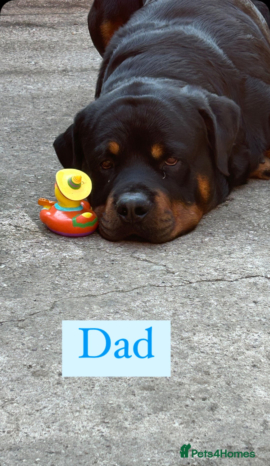 Rottweiler dogs for sale: 2 girls remaining  - Image 9