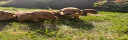 Miniature Dachshund dogs for sale: READY TO LEAVE🏆💙💖 KC REG 5 STAR BREEDER💙💖🏆 - Advert 14