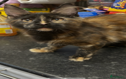 Maine Coon cats for sale:  2 beautiful maine coon kittens left - Image 28