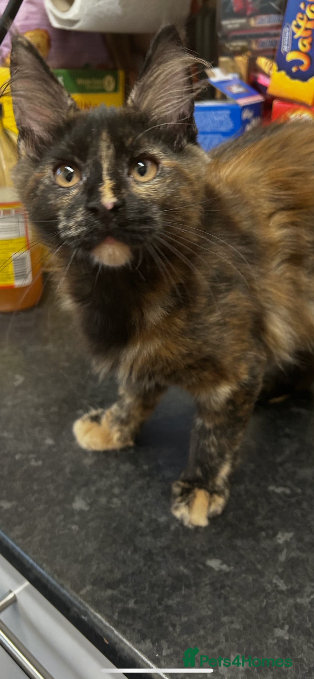 Maine Coon cats for sale:  2 beautiful maine coon kittens left - Image 28