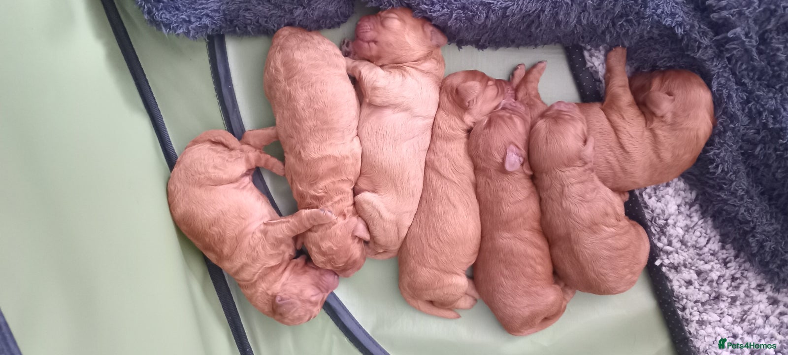 Cockapoo dogs for sale: Adorable f2 cockapoo  in Swadlincote - Advert 20
