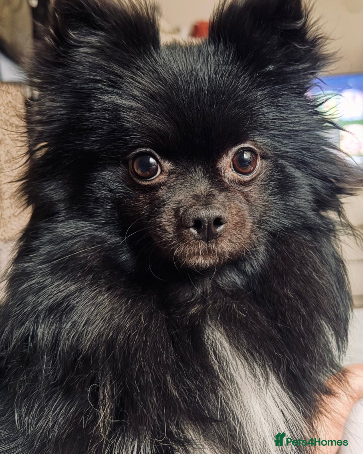 Luna