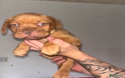 Dogue De Bordeaux dogs for sale: Beautiful Dogue De Bordeaux Pups  in Nottingham - Image 8