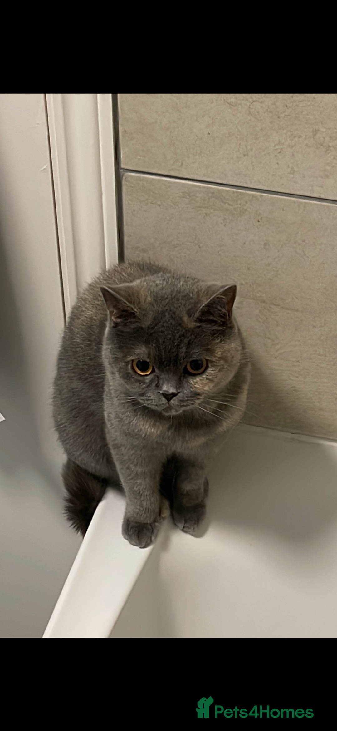 British Shorthair cats for sale: British Shorthair Kittens for Sale - Advert 10