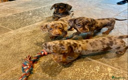 Miniature Dachshund dogs for sale: Stunning Miniature Smooth Dachshunds - Image 8