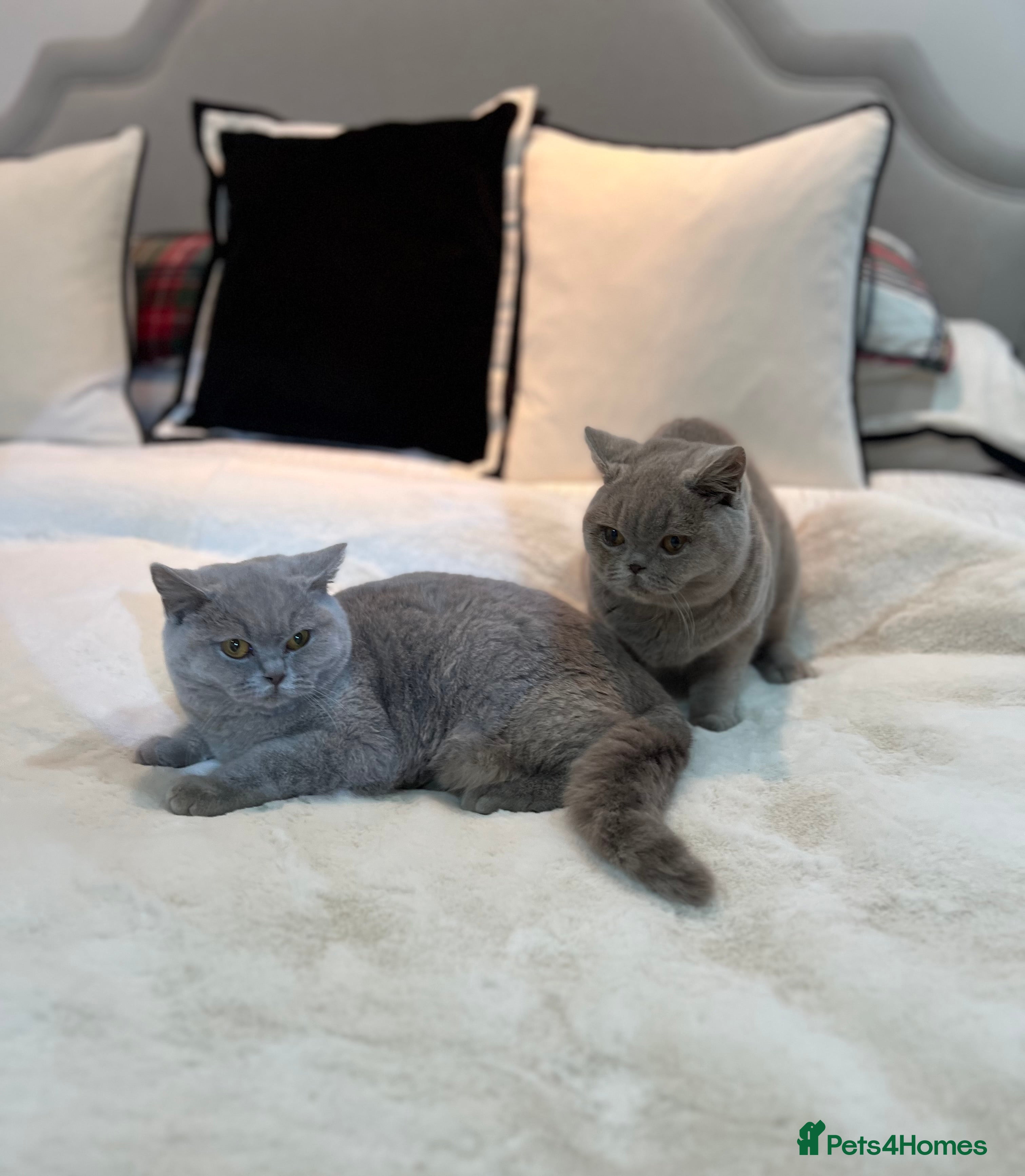 British Shorthair cats 💙 Pedigree Lilac British Shorthair Boys 💙 - Advert 4