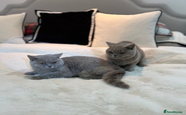 British Shorthair cats GCCF Registered Lilac British Shorthair Boys - Advert 2
