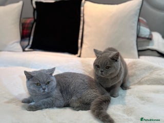 British Shorthair cats GCCF Registered Lilac British Shorthair Boys - Advert 1