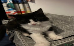 Mixed Breed cats for sale: 1 female kittens for Sale - Advert 28