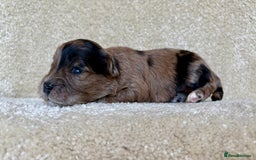 Lhasapoo dogs for sale: 9 stunning lhasapoo’s  - Image 11