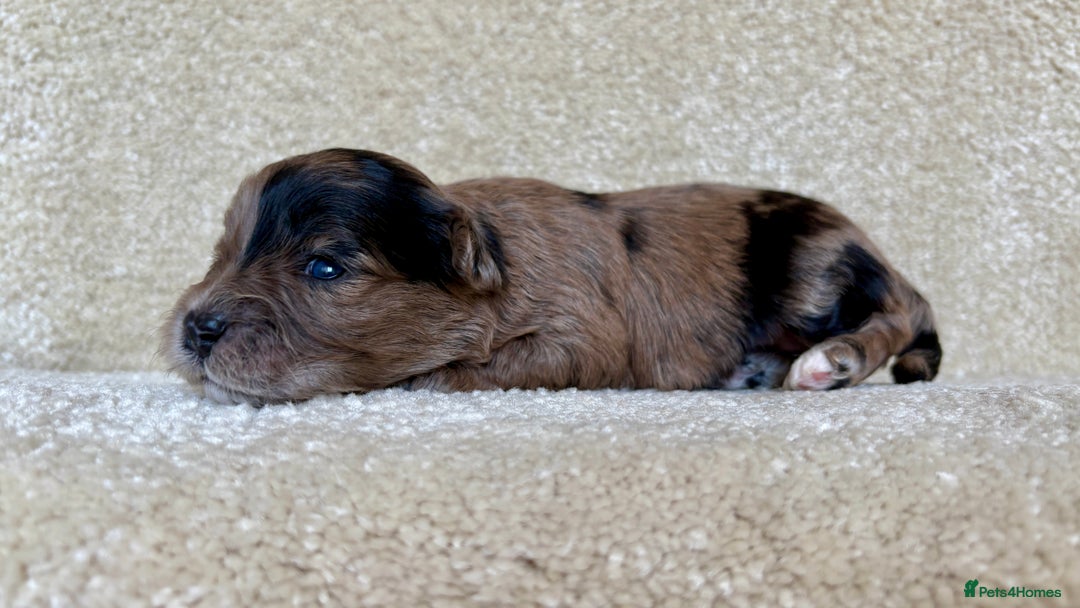 Lhasapoo dogs for sale: 9 stunning lhasapoo’s  - Image 11