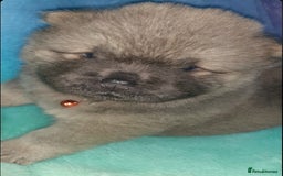 Chow Chow dogs for sale:  KC registered Chow Chow puppies for sale.🤗 - Image 21