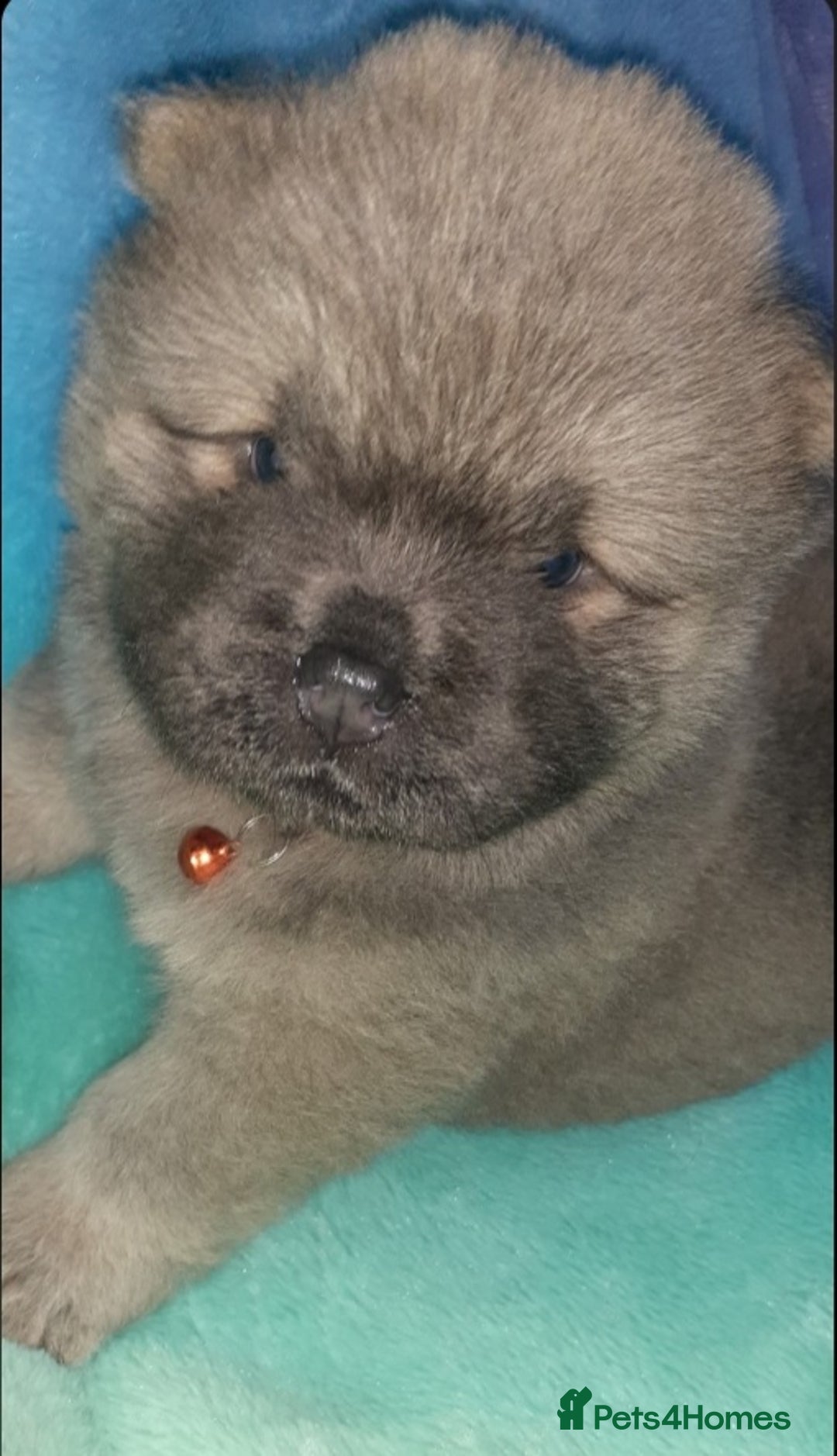 Chow Chow dogs for sale:  KC registered Chow Chow puppies for sale.🤗 - Image 21