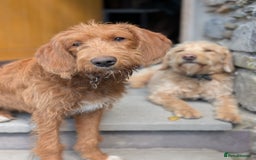 Mixed Breed dogs for sale: Goldendoodle x Fox Red Labrador  - Image 7