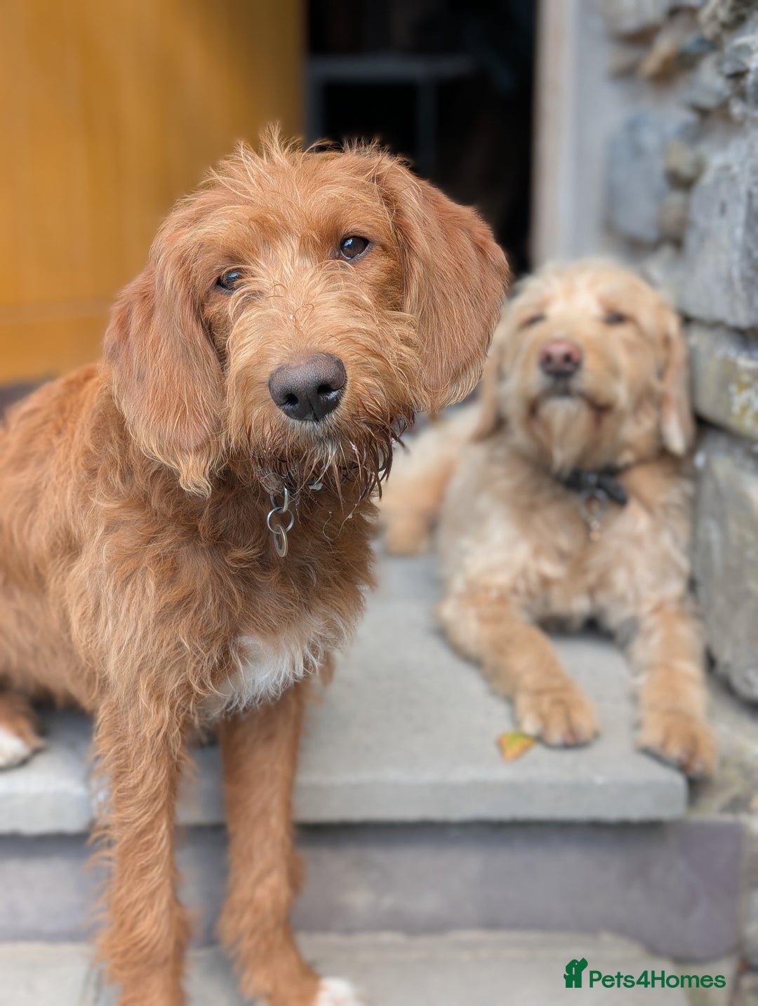 Mixed Breed dogs for sale: Goldendoodle x Fox Red Labrador  - Image 7