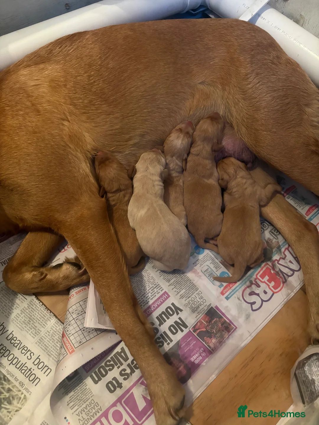 Labrador Retriever dogs for sale: Stunning fox red/dark yellow Labradors in Shrewsbury - Advert 5